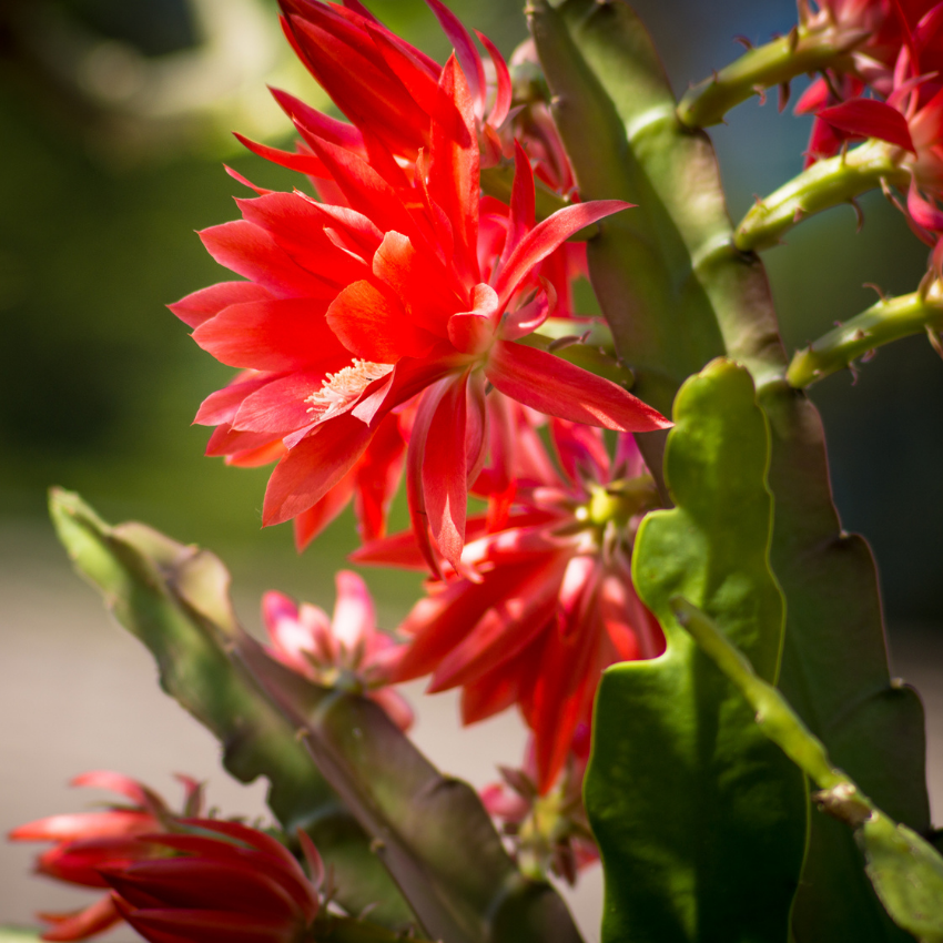 Red Easter Cactus Live Plant | Spring Easter Cactus 3 Inch Tall | Vibrant Red Blooms | Easter Cactus Plants Live for Desk, Shelf or Gift