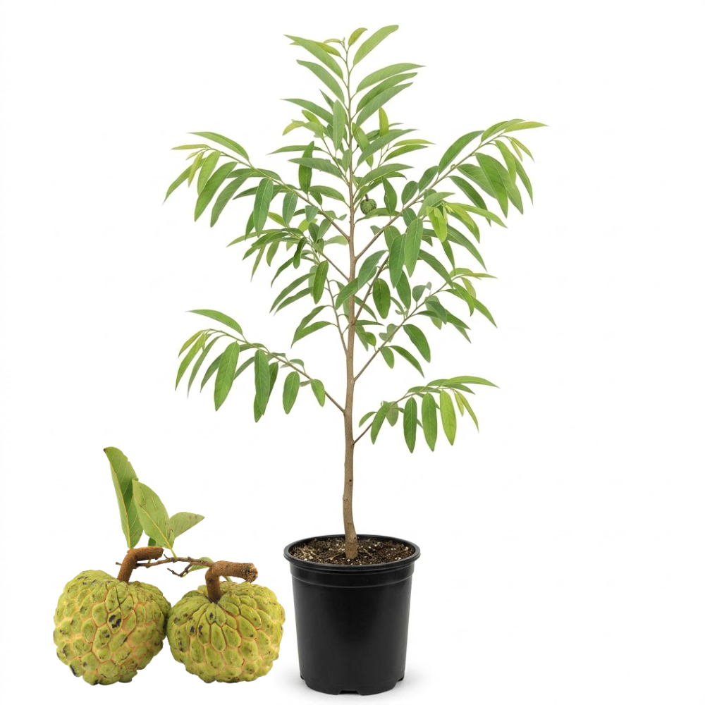 (No Ship to CA,HI,AK) Green Sugar Apple Tree Live Plant | Tropical Custard Apple Fruit Plant in 1 Gallon Pot | 16-24 Inches Tall | Hardy, Cold Climate Ready