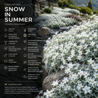 500 Pcs Snow in Summer Seeds, Heirloom Non-GMO Perennial Ground Cover, Cold-Hardy White Blooms & Silver Foliage
