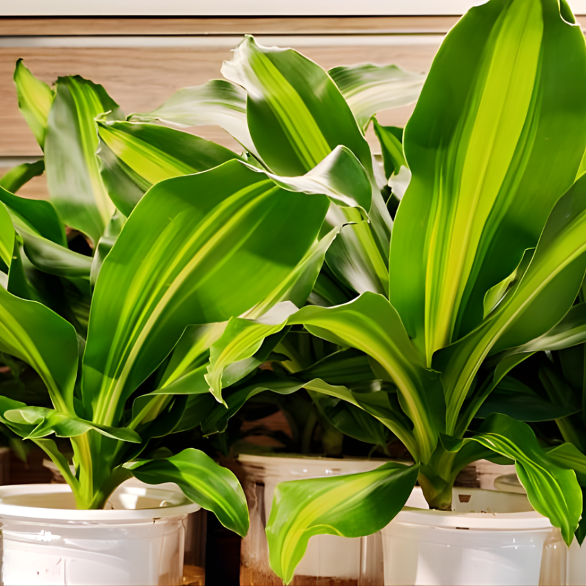 Dracaena Plant Live ‘Song of India’, 4 Inch Pot, Variegated Yellow and Green Indoor Plant for Home and Office