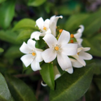 (No Ship to CA, HI, AK) Orange Jasmine Plant Live | Jasmine Tree Live Plant in 3 Gallon Pot, 30–36 Inch Tall | Easy to Grow Flowering Jasmine for Outdoor Gardens, Hedges & Landscape Use | No Ship to CA,HI,AK