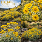 100 Pcs Oregon Sunshine Seeds for Planting Outdoors, Non-GMO Heirloom Yellow Floral Ground Cover, Cold-Hardy Blooms for Sunny Borders