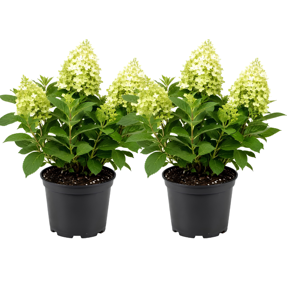 2 Hydrangea Live Plants in Quart Pot, 6-12" Tall Hydrangea Bushes Ready to Plant, Grow Robust Floral Clusters for Hedges & Outdoor Landscapes