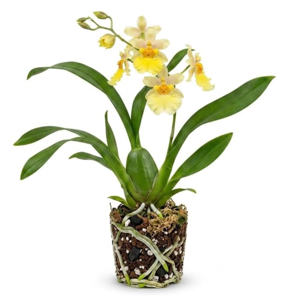 Hot Pink Tolumnia Oncidium Orchid Plant, Dancing Lady Floral Shrub, Easy Care Indoor Blooming Plant for Garden and Home Decor
