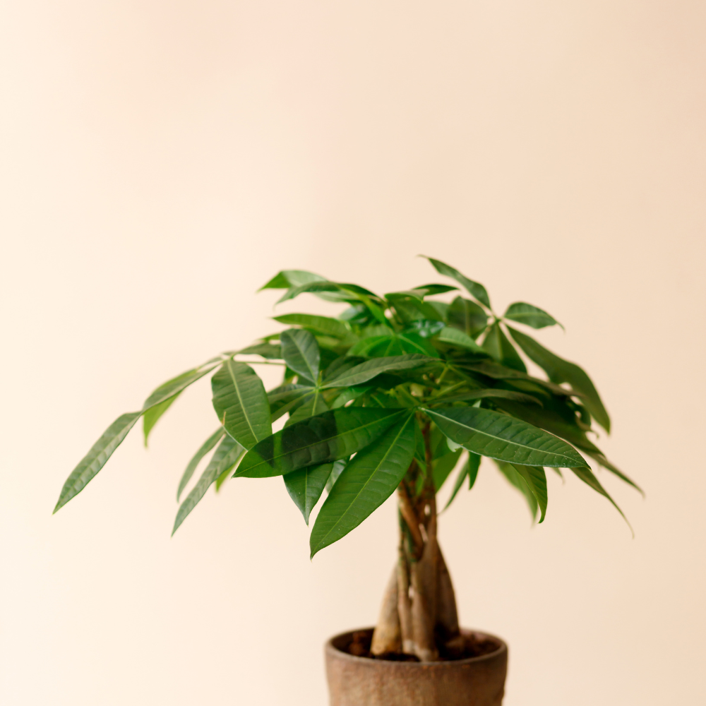 2 Money Tree Plant Indoor Live, 4 Inch Pot, Potted Pachira Aquatica, Braided Stem Indoor Tree for Home and Office Décor