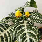 Snow White Zebra Plant, Live Aphelandra in 4 Inch Pot, Ideal for Modern Home Décor, Desk Displays & Plant Collections, Easy to Grow
