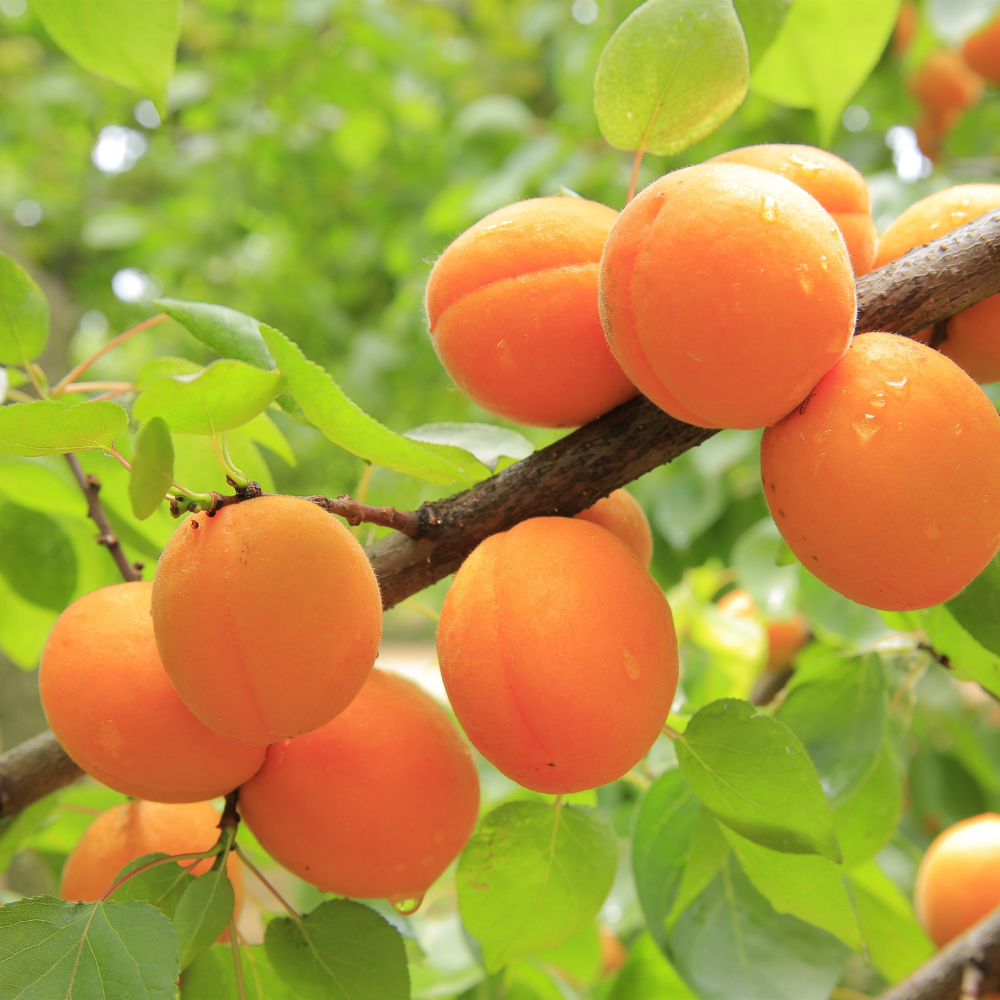 (No Ship to CA,HI,AK) Apricot Fruit Tree, 3 Gallon Pot Starter, Vigorous Cold-Hardy Plant for Edible Landscapes, Sturdy Deciduous Shade Tree for Sweet Summer Fruits & Spring Blossoms