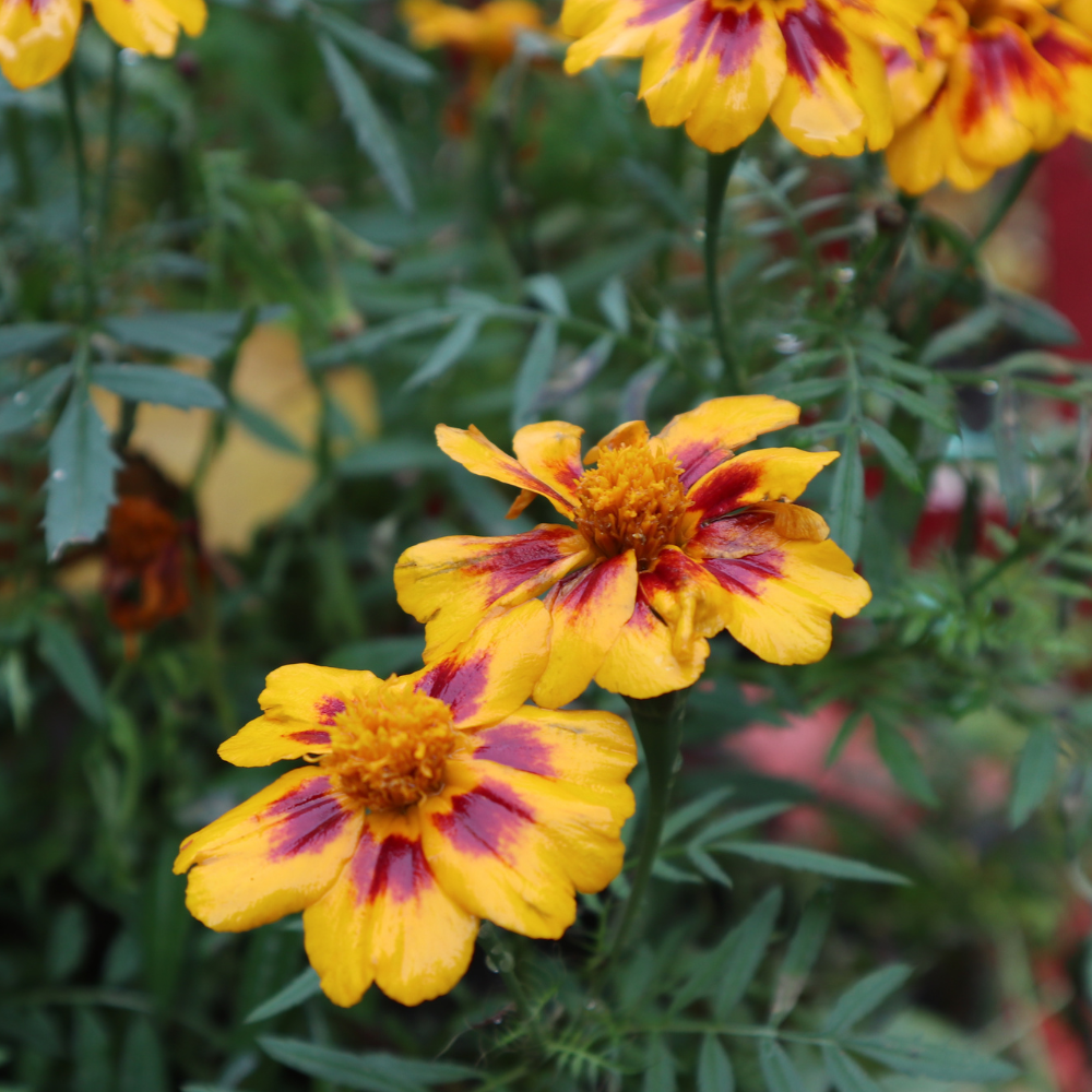 200 Pcs Dainty Marietta French Marigold Seeds for Planting Outdoors, Non-GMO Heirloom Dwarf Flowers, Low Maintenance Yellow & Maroon Blooms for Yard Borders