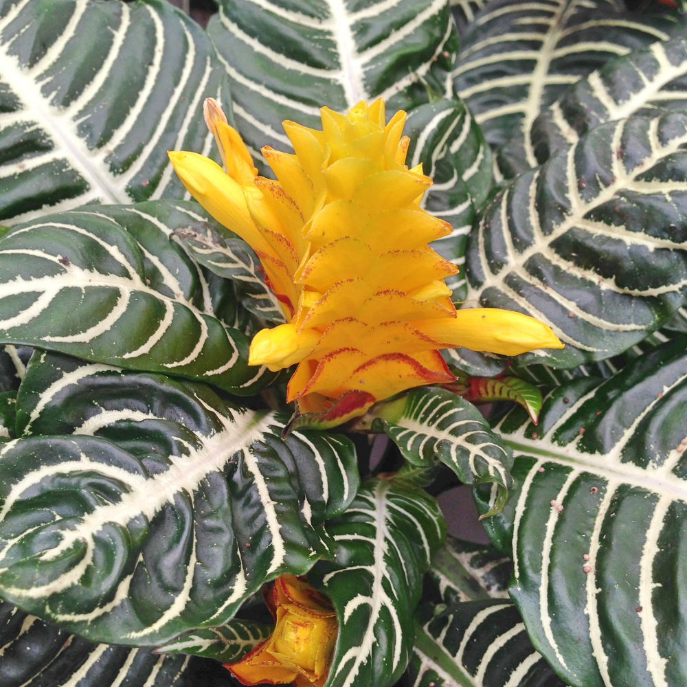 Zebra Aphelandra Plant in 4 Inch Pot, Aphelandra Squarrosa, Real Houseplant for Room & Office, Easy to Grow
