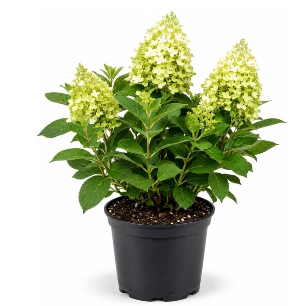 Hydrangea Plants Live, Live Hydrangea Plant in Quart Pot, Well-Rooted Cold-Hardy Shrub, Two-Toned Blooms for Gardens