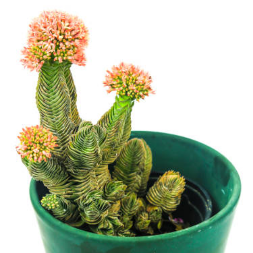 2 Crassula Succulents Plants Live in 2 Inch Pot, Rare Live Succulents, Air-Purifying, Low Maintenance, Perfect for Home and Office Décor, Easy Care Starter Plants