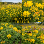 200 Pcs Bird's Foot Trefoil Seeds, Heirloom Non-GMO Perennial, Sturdy Low Maintenance Cold-Hardy Yellow Blooms