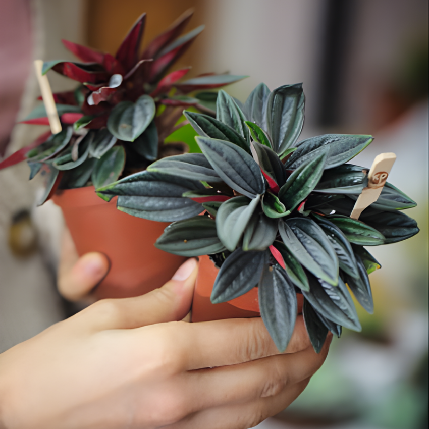 Peperomia Live Plant, Peperomia ‘Rosso’, 4" Pot, Easy Care Indoor Greenery, Decorative Pointed Foliage for Desks and Bright Spaces