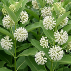 50 Whorled Milkweed Seeds, Heirloom Non-GMO Native Perennial, Low Maintenance White Blooms for Pollinator Gardens