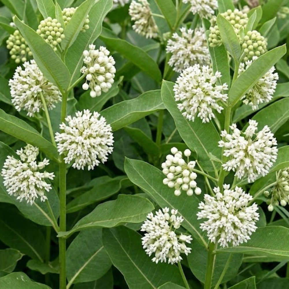 50 Whorled Milkweed Seeds, Heirloom Non-GMO Native Perennial, Low Maintenance White Blooms for Pollinator Gardens