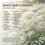 500 Pcs Baby's Breath Seeds Perennial for Outdoors, Easy to Care Outdoor Yard Floral Décor, Low Maintenance Displays