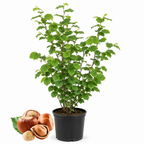 (No Ship to CA,HI,AK) Hazelnut Trees Live Plants, Hazelnut Tree in 3 Gallon Pot, 2-3 Ft Tall, Cold-Hardy Nut Tree for Outdoor Planting, Edible Landscape and Home Orchard Growing
