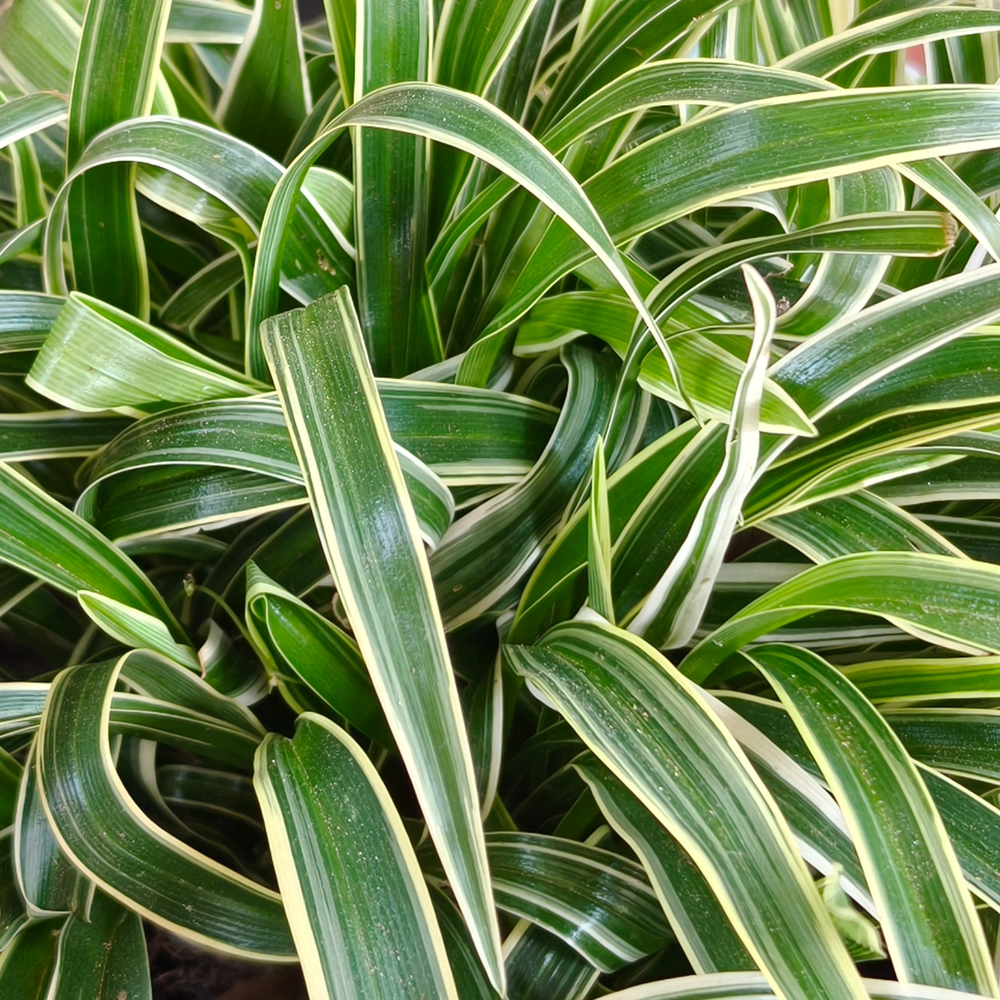 Spider Plant Live Houseplants in 4 Inch Pot | Air-Purifying, Low Maintenance, Thrives in Home & Office | Perfect for Plant Enthusiasts | Perfect for Beginners & Green Home Styling