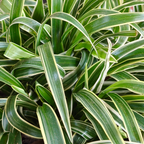Spider Plant Live Houseplants in 4 Inch Pot | Air-Purifying, Low Maintenance, Thrives in Home & Office | Perfect for Plant Enthusiasts | Perfect for Beginners & Green Home Styling