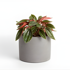 2 Peperomia Live Plant, Peperomia Napoli Nights 2 Inch Potted, Rare Indoor Houseplant for Home Office Decor and Plant Collections