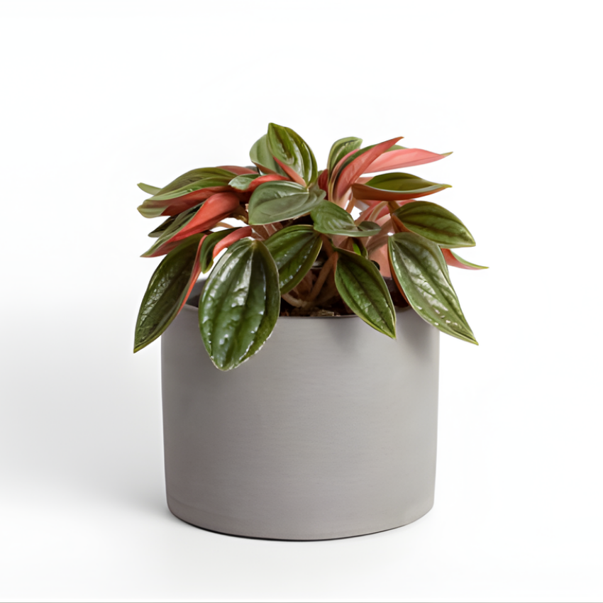 2 Peperomia Live Plant, Peperomia Napoli Nights 2 Inch Potted, Rare Indoor Houseplant for Home Office Decor and Plant Collections