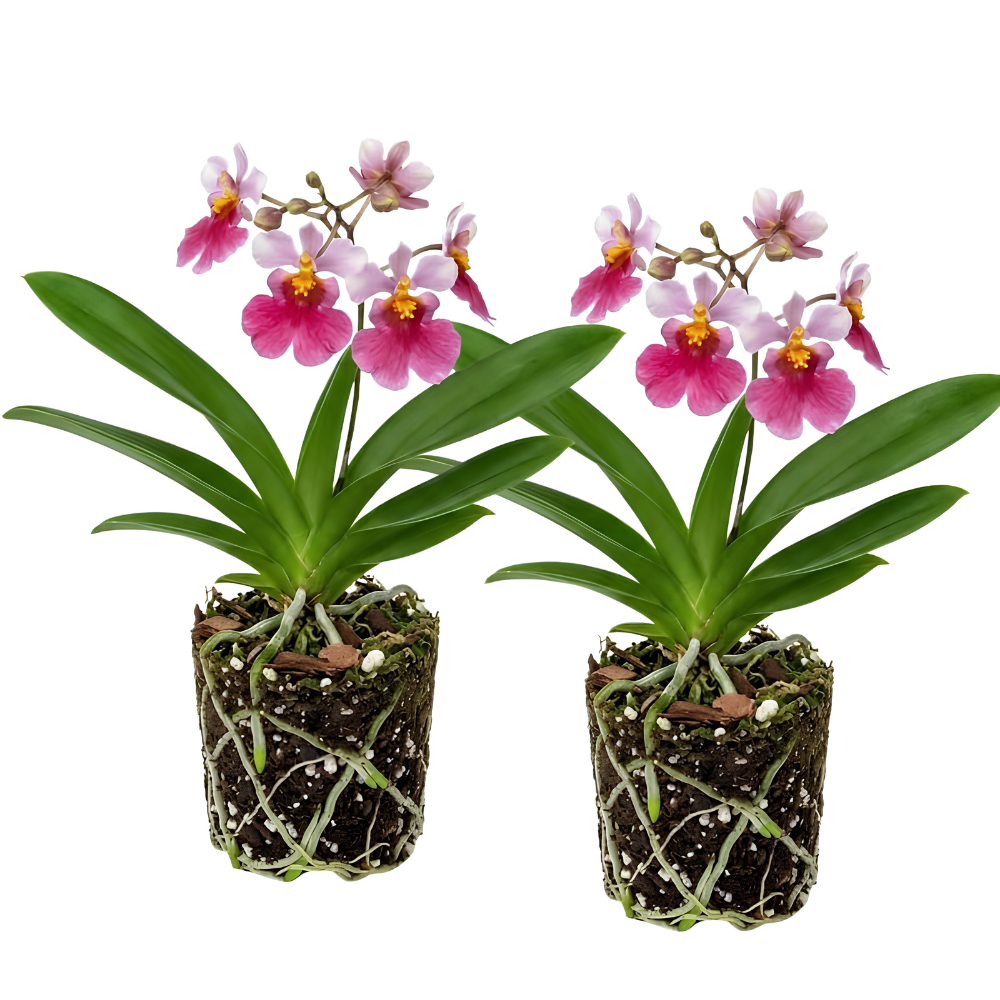 2 Yellow Oncidium Orchid, Dancing Lady Flower Plant, Vigorous Tropical Indoor Houseplant, Bright Yellow Blooms for Garden & Balcony