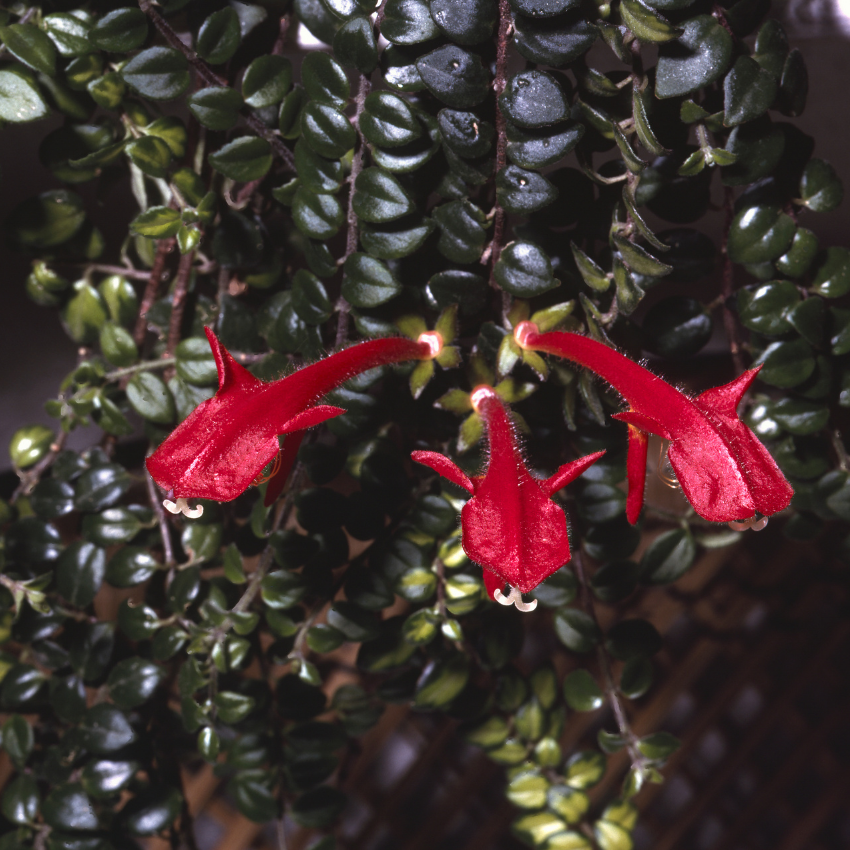 Columnea Long Leaf Goldfish Cactus Plant Live | 4-6 Inch Tall | Stunning Trailing Indoor Plant | Long Foliage with Bright Blooms for Hanging Baskets | Suitable for Gifts