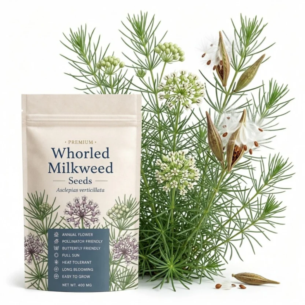 100 Common Milkweed Seeds for Planting Outdoors, Grow Robust, Easy to Care Delicate Pink Flowers for Monarchs & Yard Borders