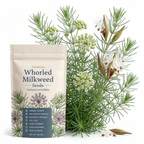 100 Common Milkweed Seeds for Planting Outdoors, Grow Robust, Easy to Care Delicate Pink Flowers for Monarchs & Yard Borders