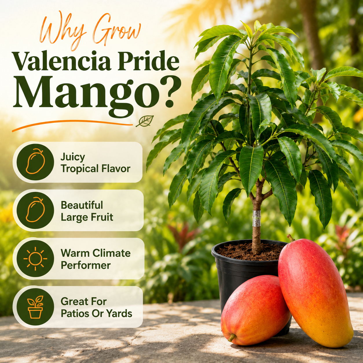 Valencia Pride Yellow Mango Plant 2.5–3 Ft | Live Mango Fruit Tree | Fast-Growing Tropical Variety for Outdoor Growing & Container Gardening (No Ship to CA, HI, AK)