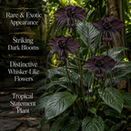 Tacca Chantrieri | Black Bat Flower Live Plant - 4 Inch Tall | Unique Tropical Houseplant for Indoor Growing, Home Decor & Exotic Plant Displays | Easy to Grow