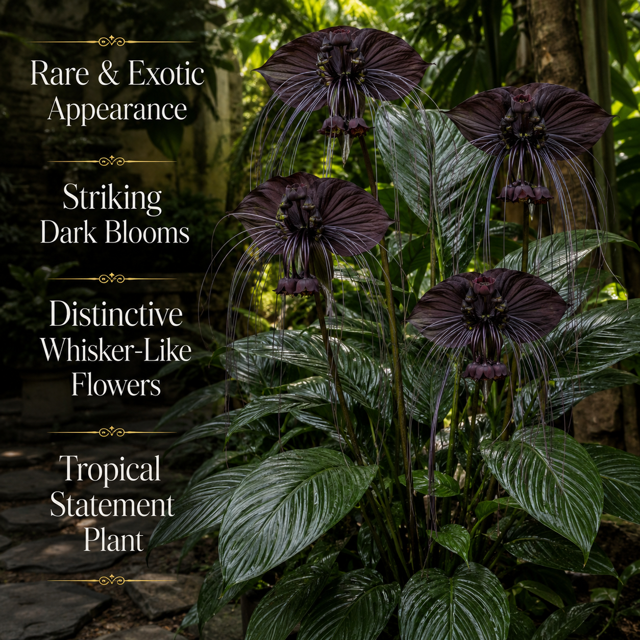 Tacca Chantrieri | Black Bat Flower Live Plant - 4 Inch Tall | Unique Tropical Houseplant for Indoor Growing, Home Decor & Exotic Plant Displays | Easy to Grow