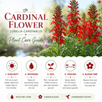 750 Cardinal Flower Seeds for Planting Outdoors, Non-GMO Lobelia cardinalis Seeds, Heirloom, Easy Care, High Yield, Perennial Wildflower Seeds