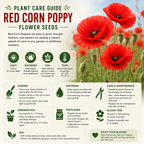 Red Corn Poppy Flower Seeds, 500 Count, Non GMO, Heirlooms, Annual Wildflower Seeds for Outdoor Garden Planting