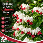 Bleeding Heart Plant Live | 3 to 4 Inch Tall | Clerodendrum Houseplant with White Blossoms, Ready for Plant Outdoor Garden or Patios, Pot Not Included