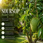 Soursop Live Plant, 2-3 Ft Tall in 3 Gallon Pot, Exotic Guanabana Fruit Tree for Tropical Gardens and Patios (No Ship to CA,HI,AK)