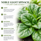 200 Pcs Noble Giant Spinach Seeds for Planting, Non GMO, Heirloom Spinach Vegetable Seeds, Fast Growing, Ideal for Home Gardens