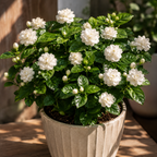 Grand Duke Jasmine Live Plant 4–5 Inch Tall | Fragrant Flowering Houseplant | Friendship & New Home Gift for Women | Easy to Grow