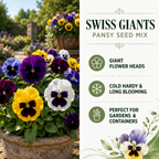 300 Swiss Giants Pansy Seed Mix for Planting, Heirloom, Non-GMO Viola Bush, Charming Cottage Garden Flower Seeds, for Pots, Borders & Gardens