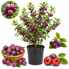 Methley Plum Tree Live Plant in 3 Gallon Pot, 3 Feet Tall Japanese Plum Tree, Sweet Fruit Trees Live Plants Ready to Fruit for Home Backyard (No Ship to CA, HI, AK)