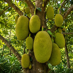 Jackfruit Tree Plant, 3 Feet Size, 3 Gallon Pot, Well-Rooted Tropical Tree, Low Maintenance Fruit Plant for Sunny Outdoor Spots (No Ship to CA,HI,AK)