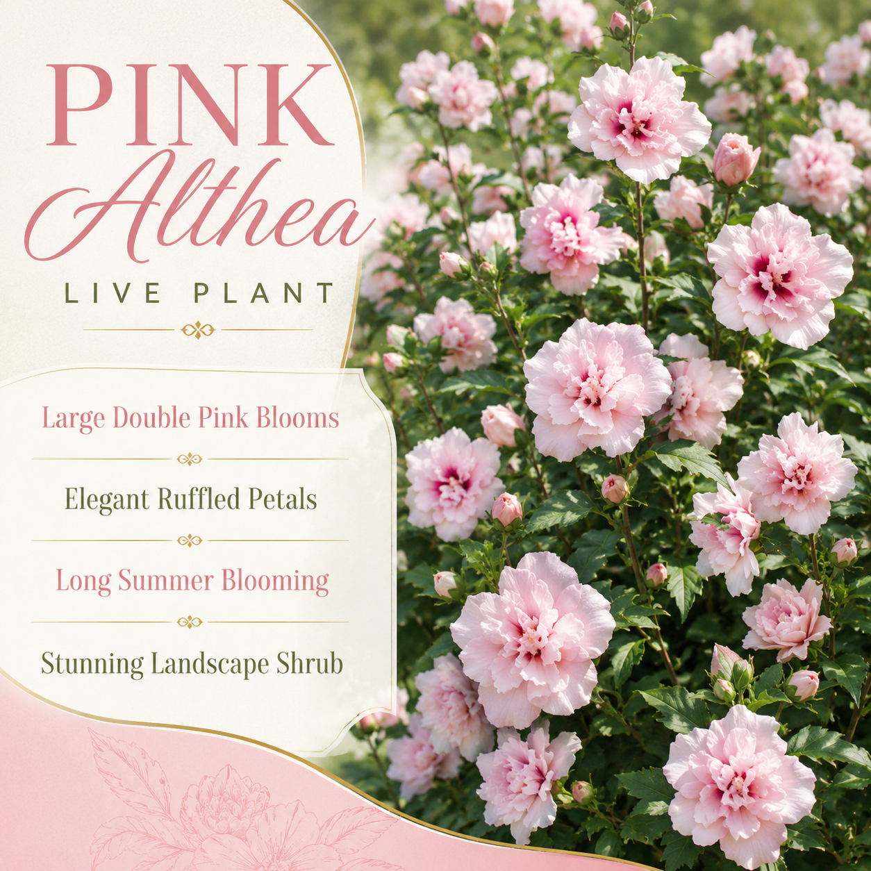 2 Pink Hibiscus Althea Live Plants for Planting | 12–18 Inch Tall | Pink Flowering Rose of Sharon Trees for Outdoor Gardens & Privacy Screens