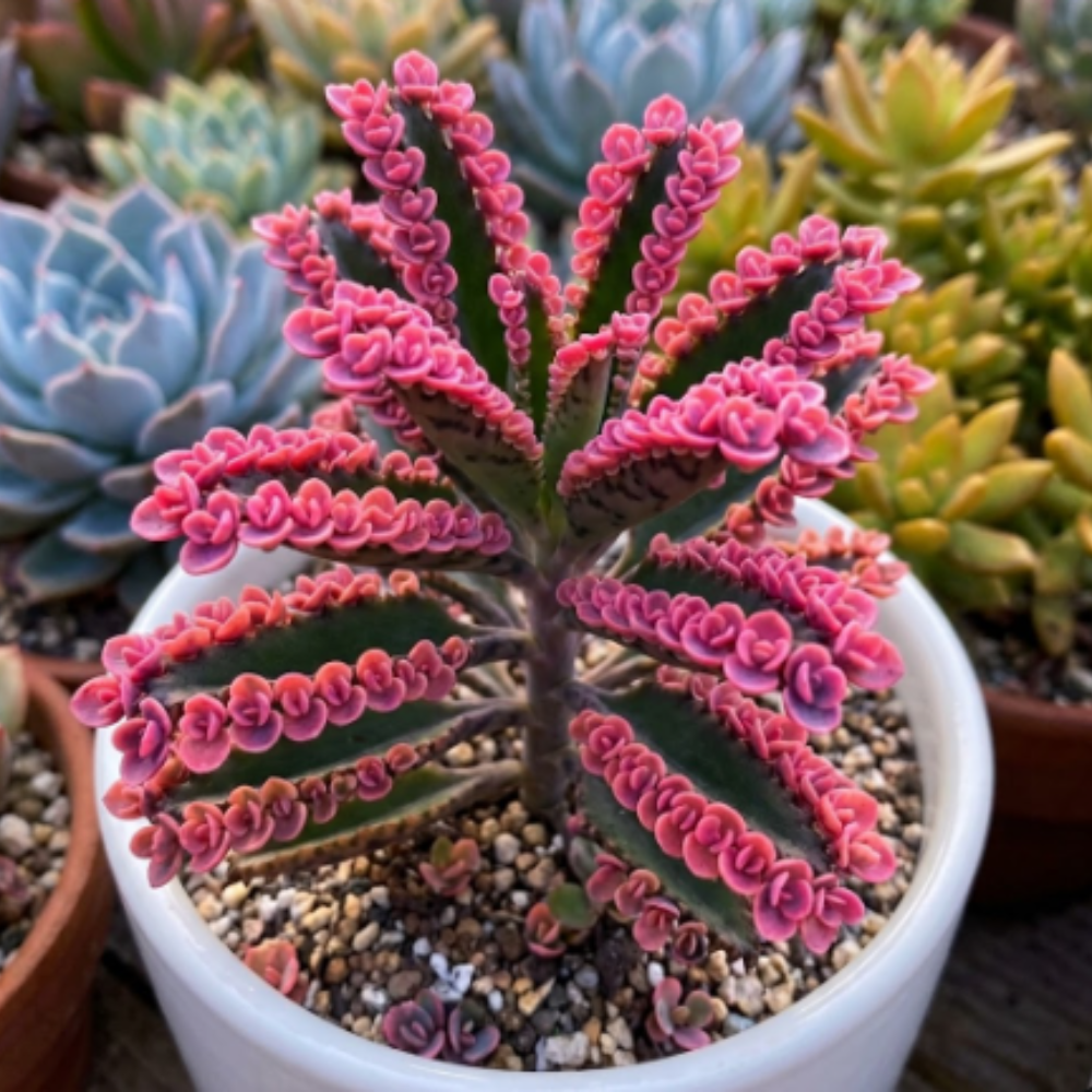 Kalanchoe Pink Butterfly Succulent – Live Plant in 2 Inch Pot | Rare Pink-Edged Variety | Indoor Houseplant for Home Décor
