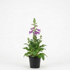 2 Foxglove Digitalis Purpurea Live Plant, 3-Inch Pot, Established Live Flowering Plant, Classic Tall Spire Blooms for Modern Landscape Design
