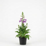 2 Foxglove Digitalis Purpurea Live Plant, 3-Inch Pot, Established Live Flowering Plant, Classic Tall Spire Blooms for Modern Landscape Design