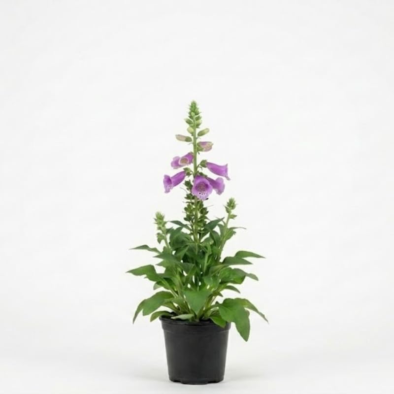 Live Foxglove Plant, 3" Potted Vertical Flowering Shrub, Established Root System Bloom, Low Maintenance Outdoor Garden Plant for Sun or Shade