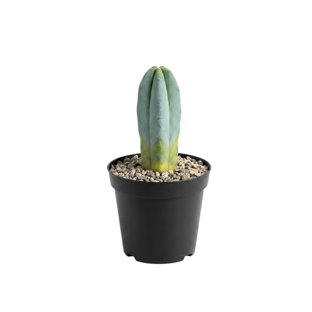 Gymnocalycium Horstii Green Tomato Cactus Plant Live, 4" Pot, Fully Rooted, Easy Care, Unique Ornamental Live Succulent Plant for Home, Office & Indoor Displays