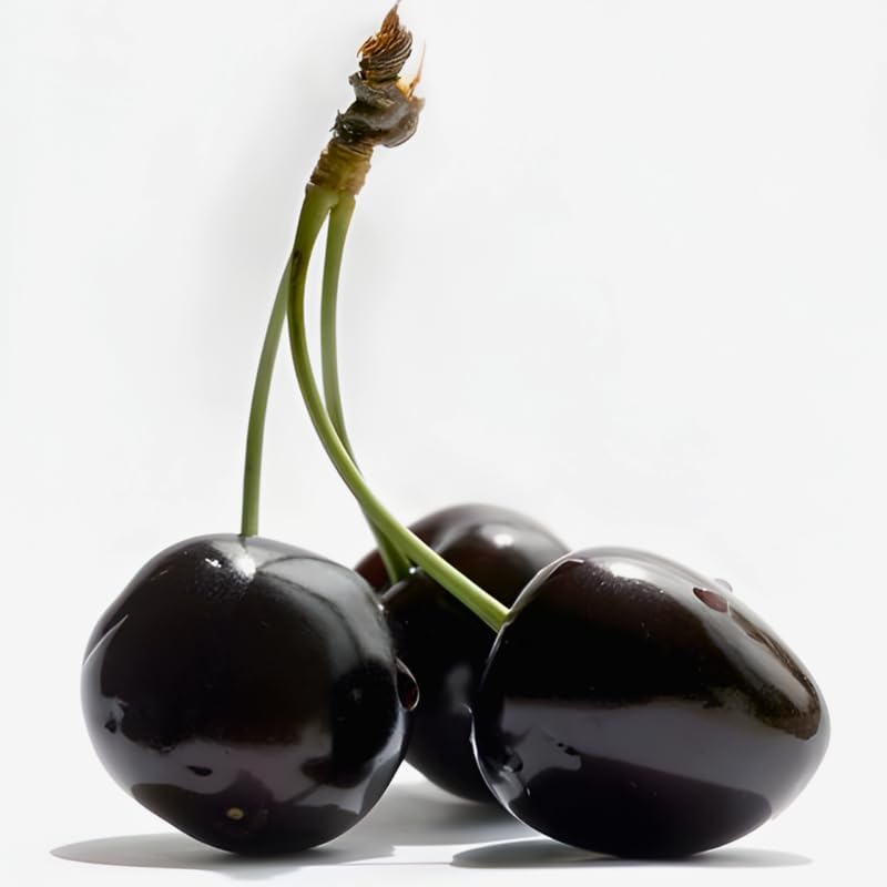 2 Live Black Cherry Tree for Planting 6–12 Inches Tall | Sweet Cherry Plant Live for Outdoor Garden Planting, Backyard Use & Landscape Design