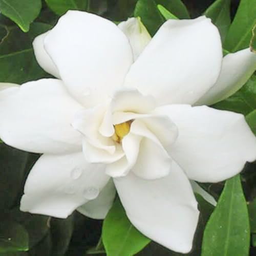 Belle of India Jasmine Plant Live | Size 4 to 5 Inch Tall | Housewarming Friendship Gifts for Women Best Friend Presents for Mom Birthday Gift for New Home