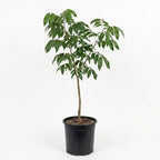 No Ship to CA, HI, AK | Sweetheart Lychee Tree Plant | 3 Gallon Pot | 3 Foot Tall Live Tropical Fruit Plant | Low Maintenance Everbearing Fruit Tree